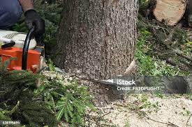 How Our Tree Care Process Works  in  Kohler, WI