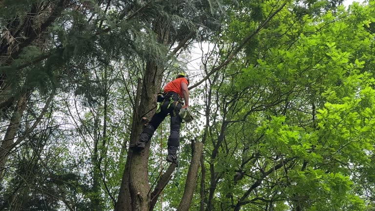 Best Storm Damage Tree Cleanup  in Kohler, WI