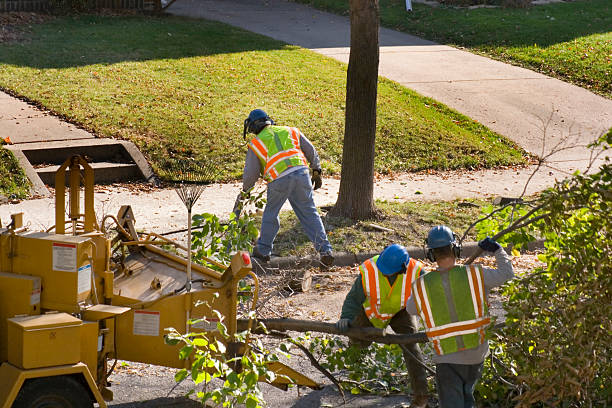 Best Palm Tree Trimming  in Kohler, WI